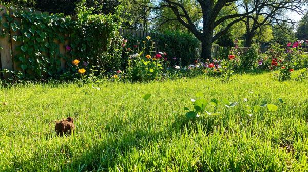 Découvrez pourquoi les excréments d'animaux enrichissent votre jardin